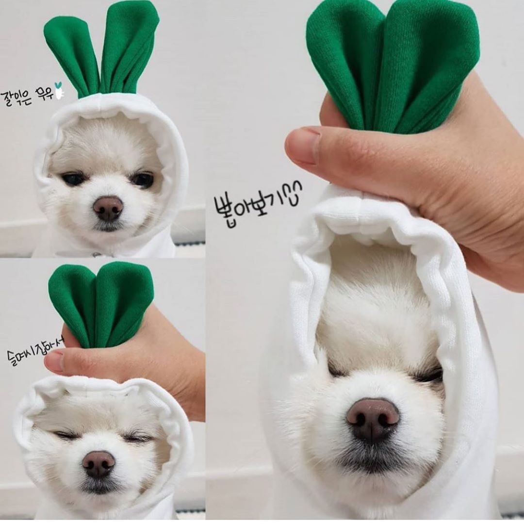 Cute Fruit Dog Clothes For Small Dogs Hoodies Winter Warm Fleece Pet Clothing Puppy Cat Costume Coat For French Chihuahua Outfit - Newshine.com
