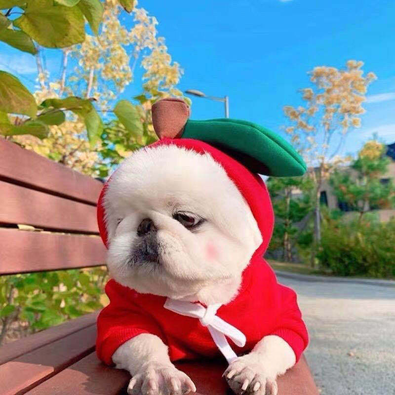 Cute Fruit Dog Clothes For Small Dogs Hoodies Winter Warm Fleece Pet Clothing Puppy Cat Costume Coat For French Chihuahua Outfit - Newshine.com