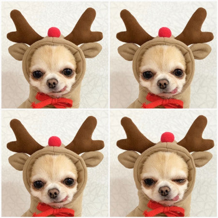 Cute Fruit Dog Clothes For Small Dogs Hoodies Winter Warm Fleece Pet Clothing Puppy Cat Costume Coat For French Chihuahua Outfit - Newshine.com